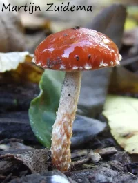 Oranjerode stropharia [Leratiomyces ceres]